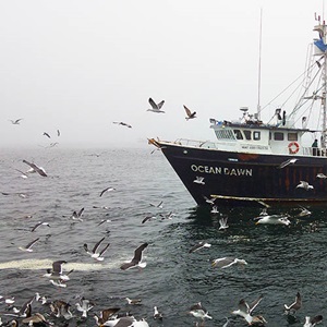 México, sardinha do Pacífico: melhorar as estimativas da população de pelicanos castanhos